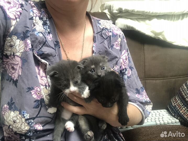 Шотладские вислоухие котята