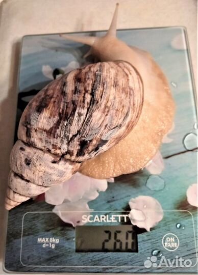 Сухой корм для улиток