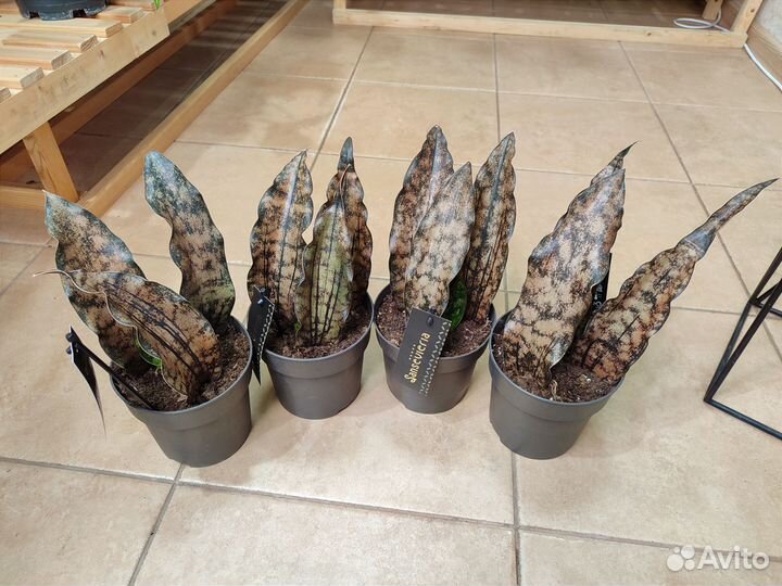 Сансевиерия Leaves Brown