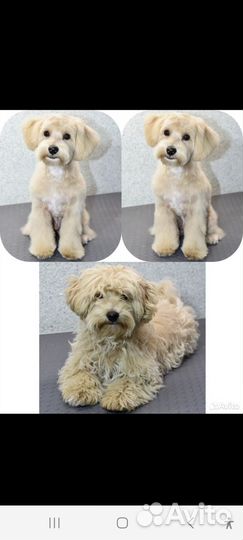 Щенок девочка 8 мес