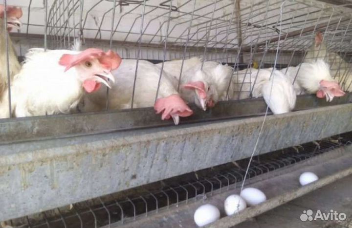 Куры годовалые и молодки