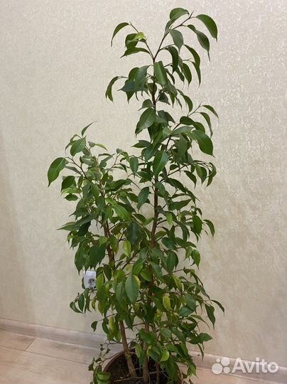 Фикус Бенджамина