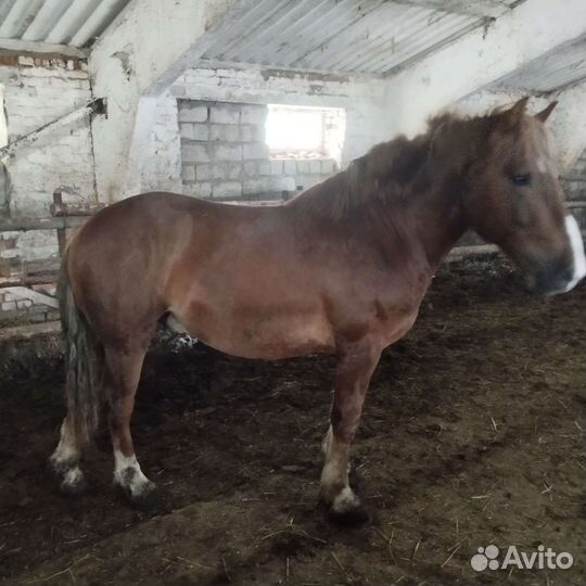 Жеребцы полутяжи