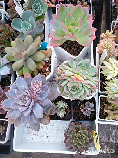 Разные суккуленты
