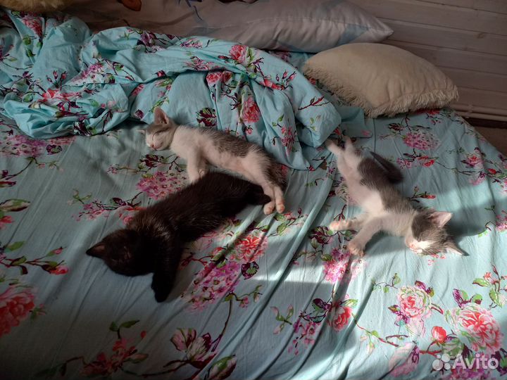 Котята в самые добрые руки