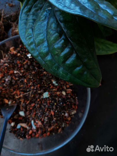 Грунт для комнатных растений