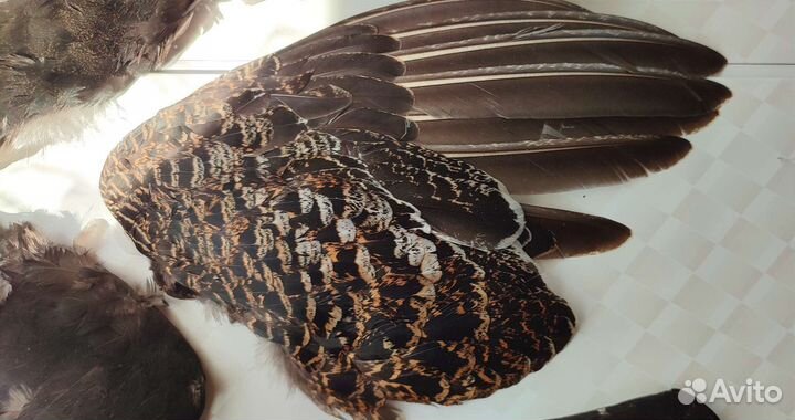 Крылья, перья птиц