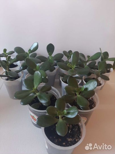 Денежное дерево (толстянка, крассула)