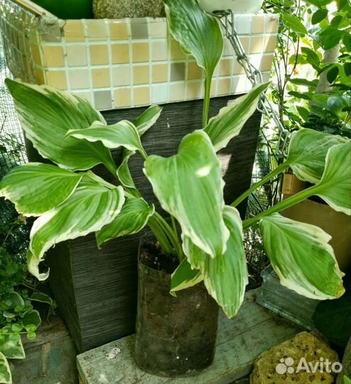 Хоста и асплениум-папоротник