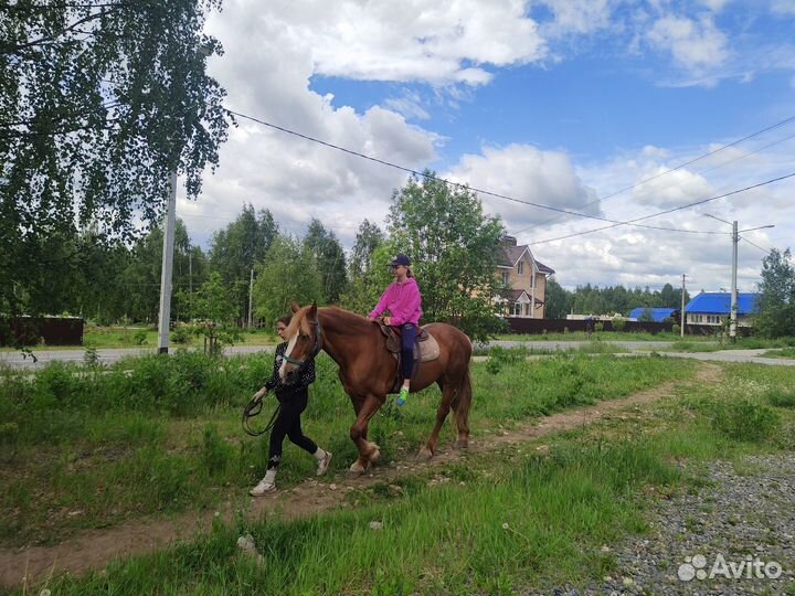 Тренировки по верховой езде и выезды на прогулки