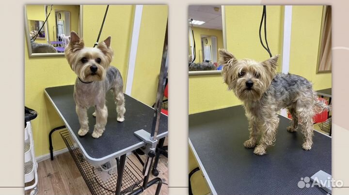 Грумер, стрижка собак