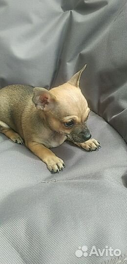 Той-терьер щенки