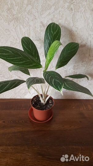 Сортовые аглаонемы