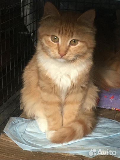 Котенок мальчик 4-5 мес рыжий