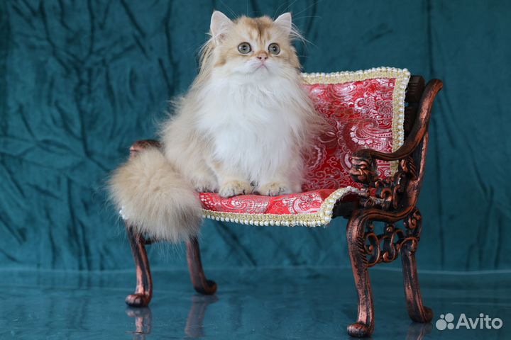 Британская длинношерстная золотая шиншилла