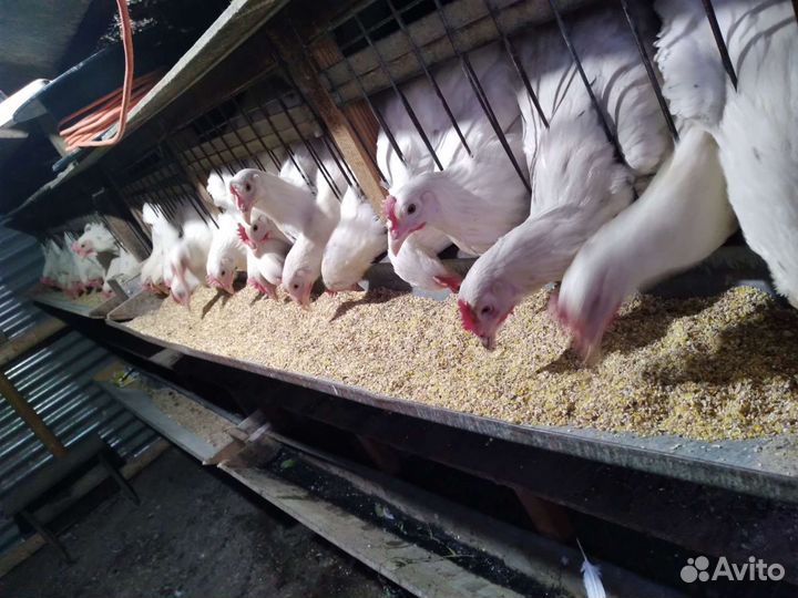 Куры несушки (молодки )
