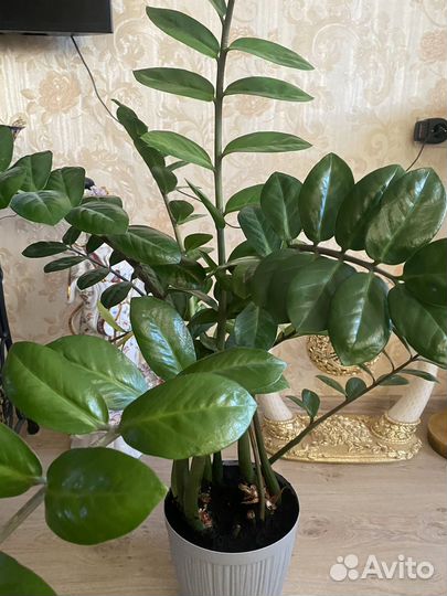 Замиокулькас 1,10