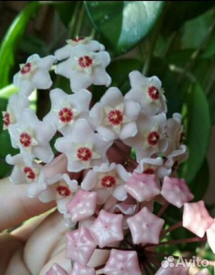 Хойя карноза или мясистая