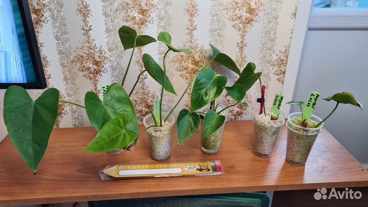 Антуриум розовый, спатифилум