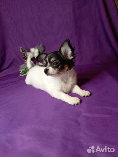 Щенки чихуахуа длинношерстные