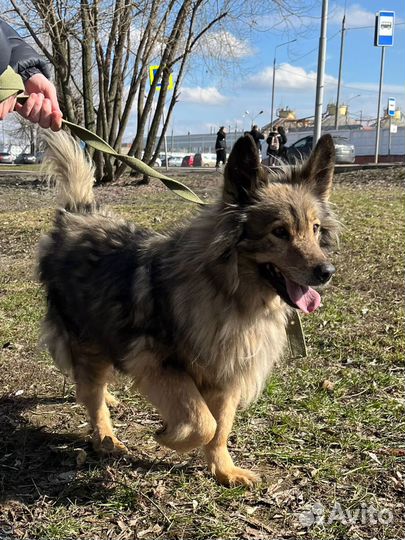 Спокойная, ласковая собака из приюта ищет семью