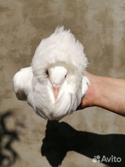 Продам голубей