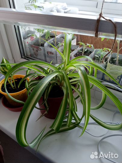 Комнатные растения