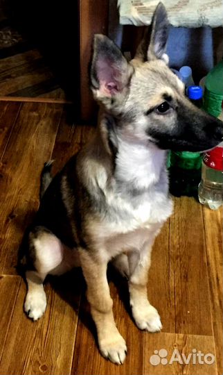 Охранник в дар