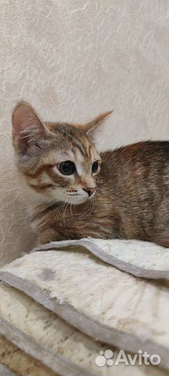 Молоденькая малышка месяца 4