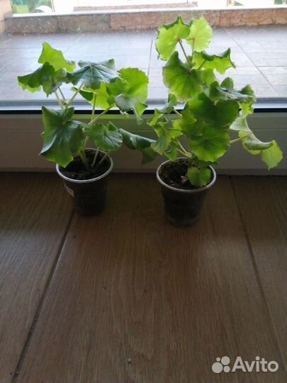 Бегония Глуар де Лоррен, русселия, клеродендрумы