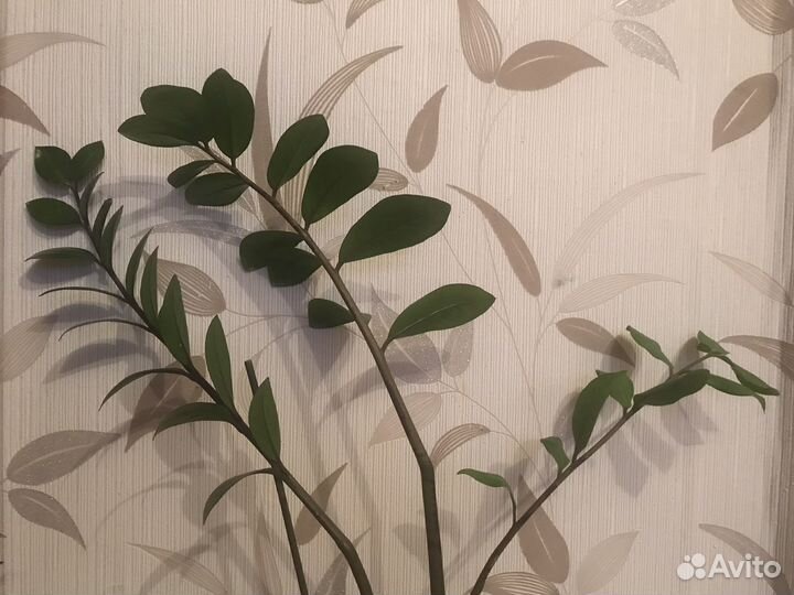 Кактусы и суккуленты