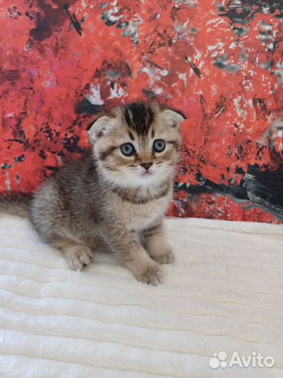 Шотландские котята