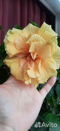 Гибискус желтый