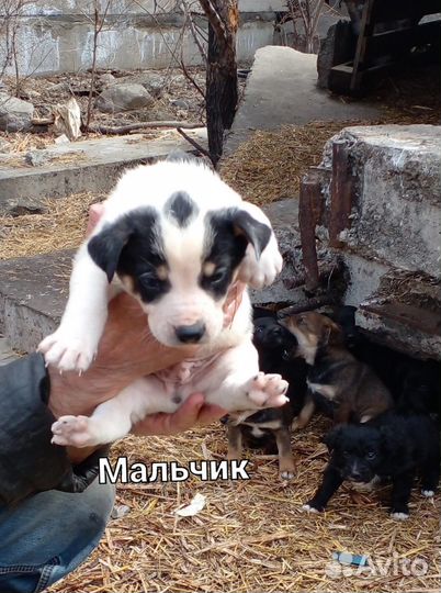 Щенята в добрые ручки