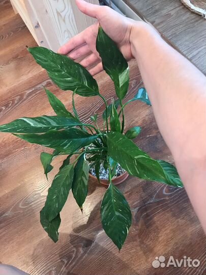 Комнатные растения цветы(обновлено)