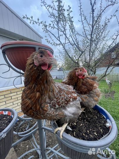 Куры виандот стандарт