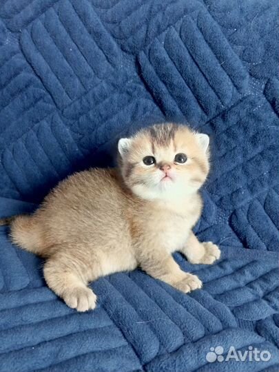 Шотландская