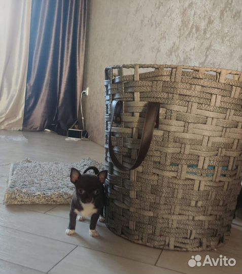 Щенки чихуахуа