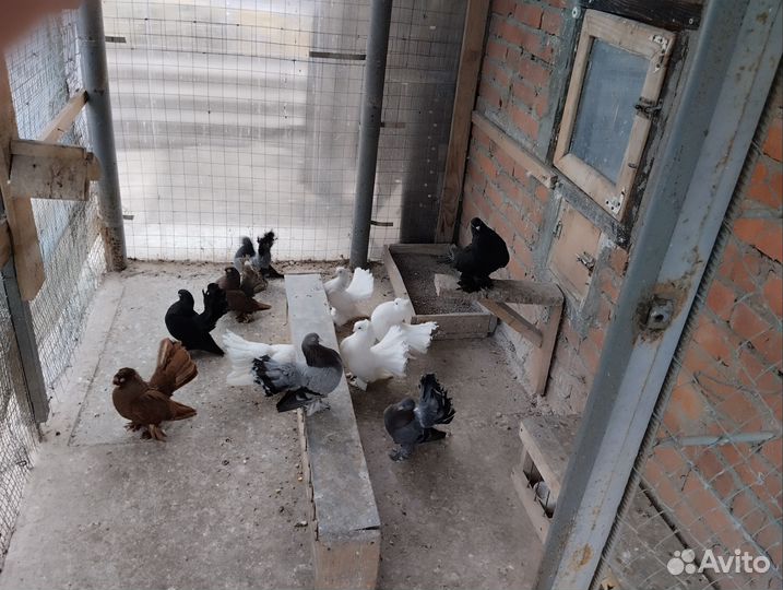 Статные голуби