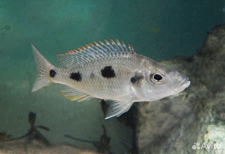 Аквариумные рыбки