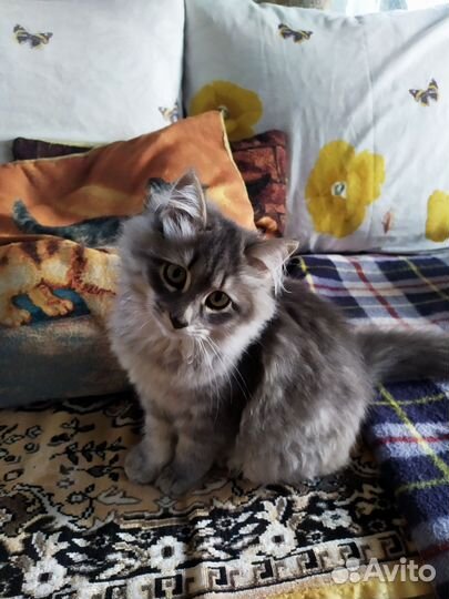 Сибирская