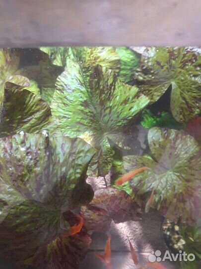 Нимфея тигровая