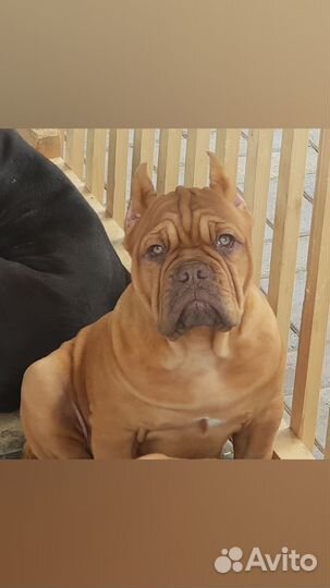 Продам щенка американского булли