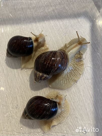 Улитки ахатины