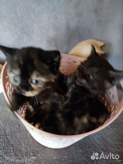 Котята в дар