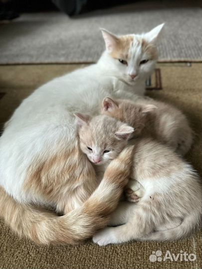 Кошечки