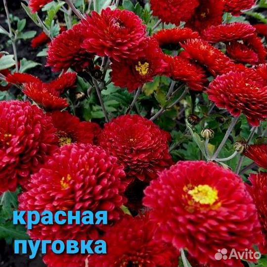 Хризантема мультифлора, корейская