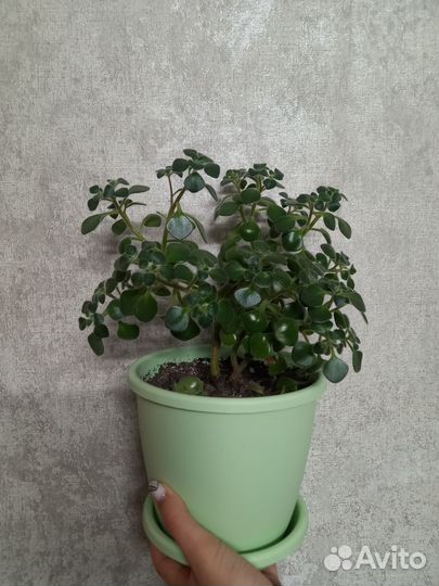 Аихризон/Алоэ