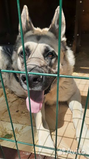 Вязка восточноевропейская овчарка