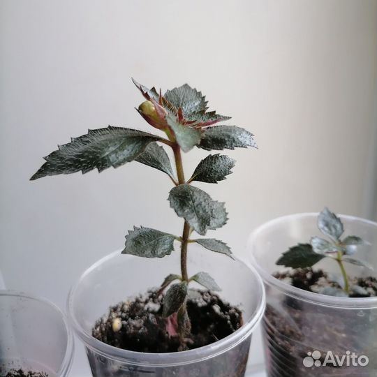 Ахименес, цветы комнатные розовые